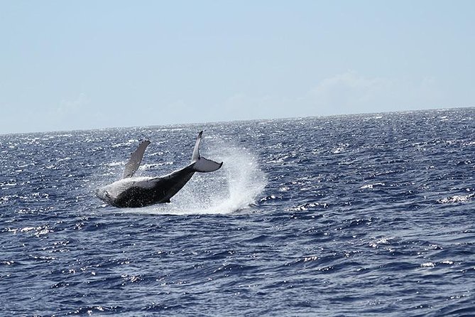 Whale Watch Cruise Aboard the Majestic by Atlantis Cruises - Customer Experiences and Suggestions