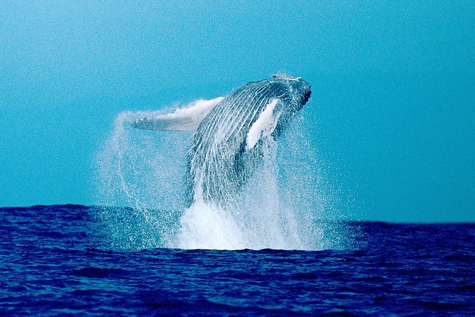 Whale Watch Excursion From the Big Island - Overall Experience and Guarantee