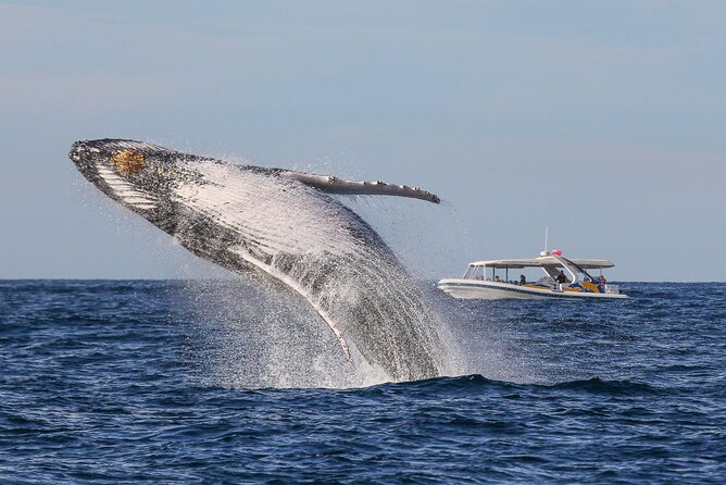 Whale Watching 2 Hour Adventure Cruise - Tour Details and Requirements