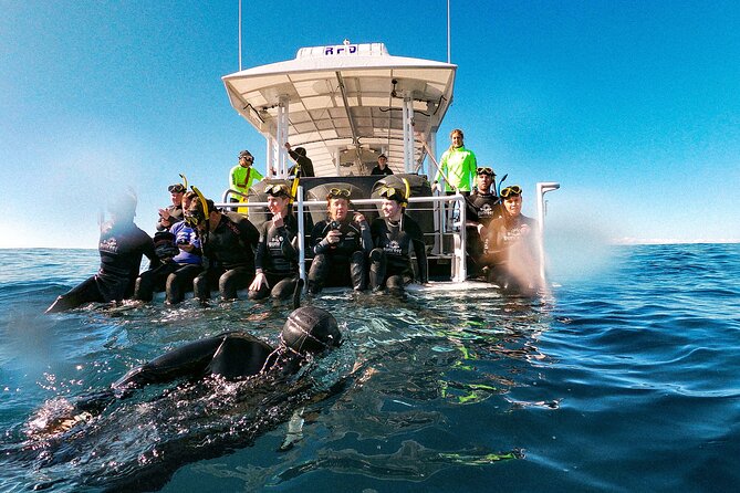 Whale Watching and Swim With Whales Cruise From Mooloolaba - Tour Operation and Safety Guidelines