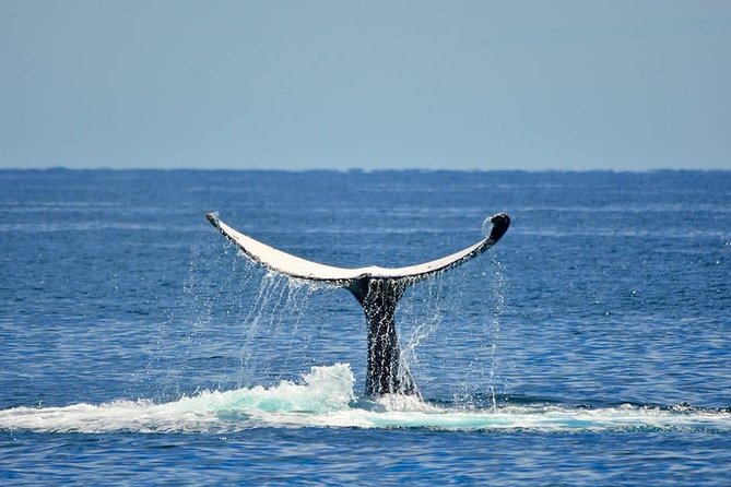 Whale Watching Busselton - Meeting Logistics