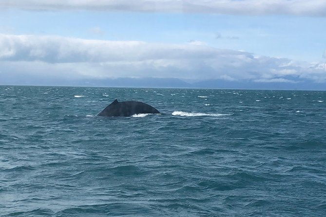 Whale Watching Charters Through Icy Strat Alaska - Pickup Point and Details