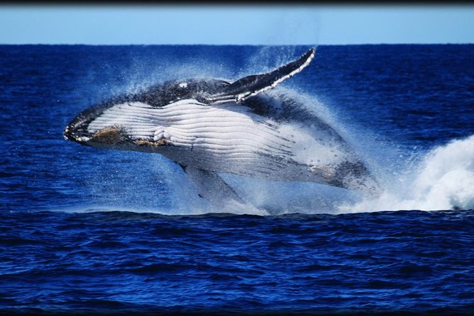 Whale Watching Cruise From Redcliffe, Brisbane or the Sunshine Coast - Logistics and Services
