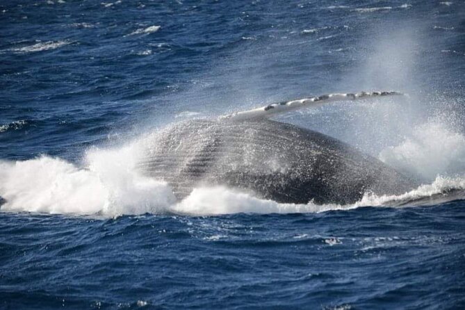 Whale Watching Cruise in New South Wales - Customer Reviews and Ratings