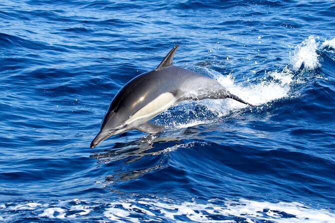 Whale Watching Excursion in Dana Point - Booking and Cancellation