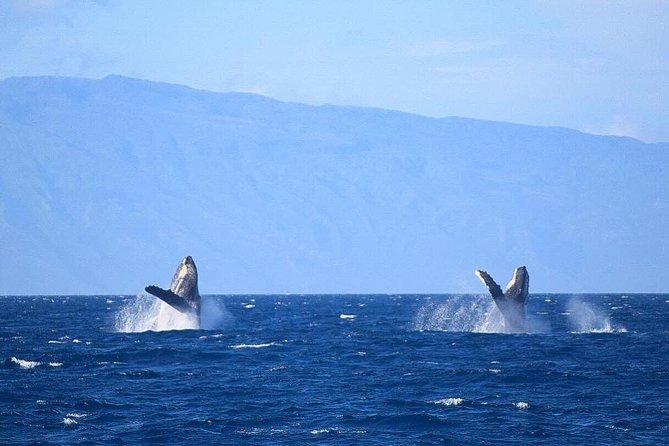 Whale Watching From Maalaea Harbor - Whale Watching Experience