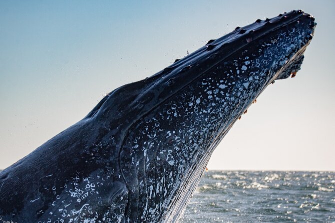 Whale Watching Gold Coast - Insider Tips for Whale Watching