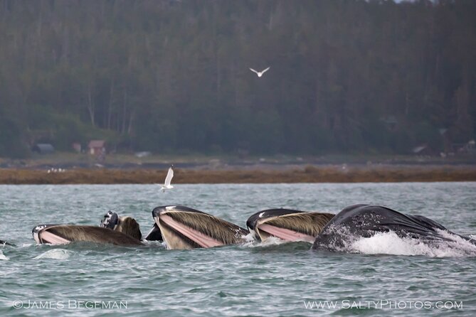 Whale-Watching, Icy Point, Hoonah , Whales, Orca, Killer-Whales. - Captains Insights