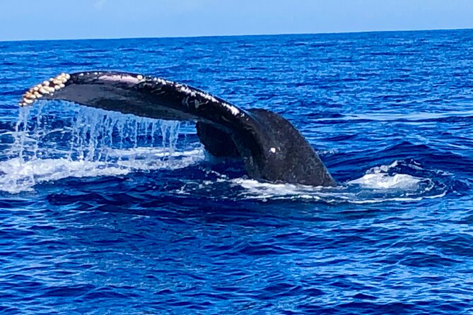 Whale Watching & Late Breakfast Cruise in Honolulu - Wildlife Encounters and Reviews