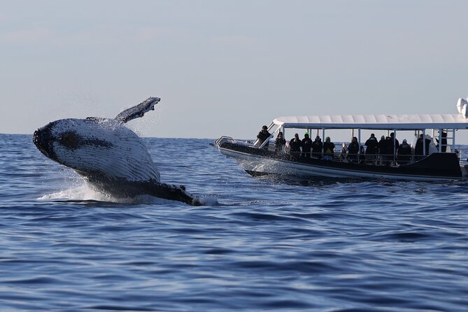 Whale Watching on Speed Boat With Canopy From Sydney Harbour - Departure Information