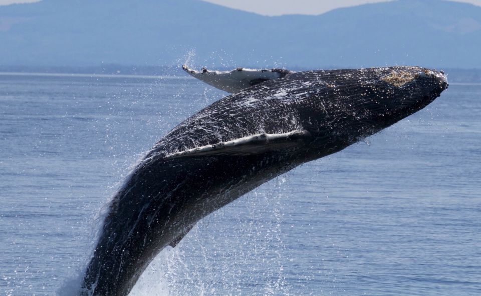 Whale Watching Tour in Victoria, BC - Wildlife Encounter