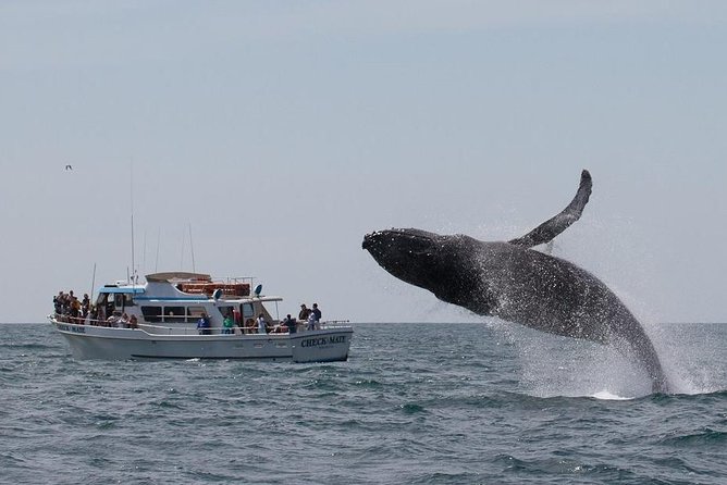 Whale Watching Tour - Booking Process and Price Information