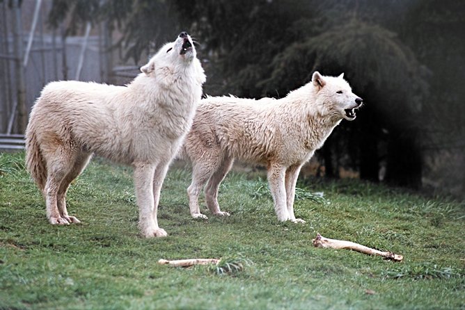 White Wolf Sanctuary Tour  - Oregon - Cancellation Policies