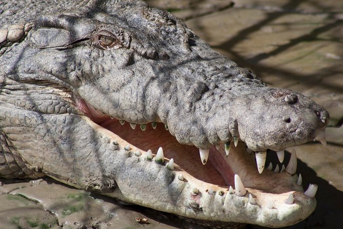 Whitsunday Crocodile Safari From Airlie Beach Including Lunch - Customer Reviews