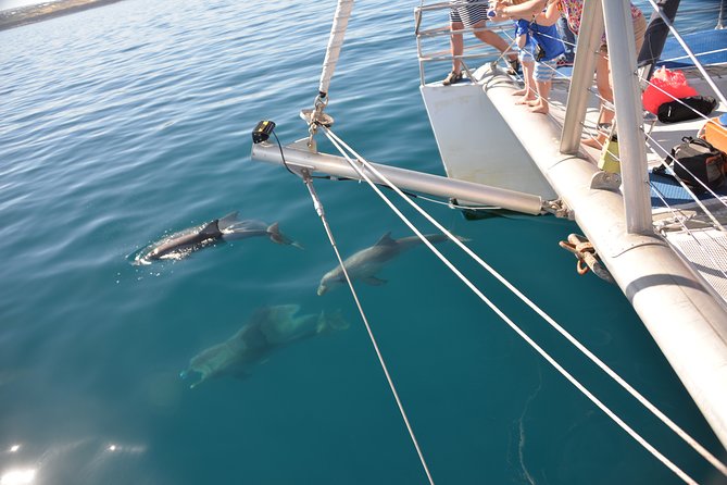 Wild Dolphin Watch Cruise - Catamaran Cruise Information