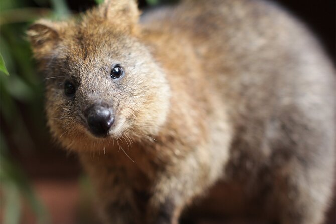 WILD LIFE Sydney Entrance Ticket - Visitor Reviews