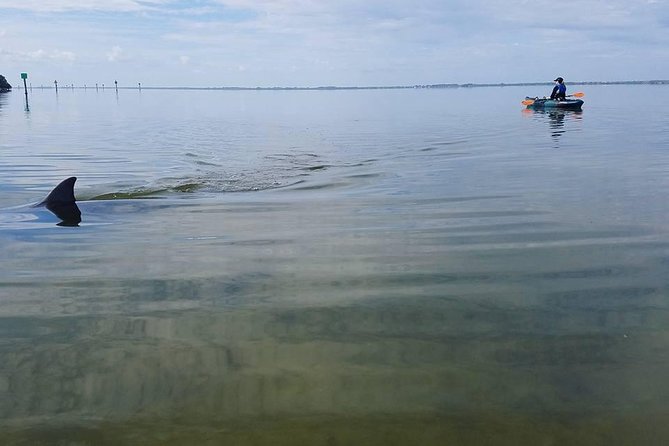 Wildlife Refuge Manatee, Dolphin & Mangrove Kayak or Paddleboarding Tour! - Meeting Point Details