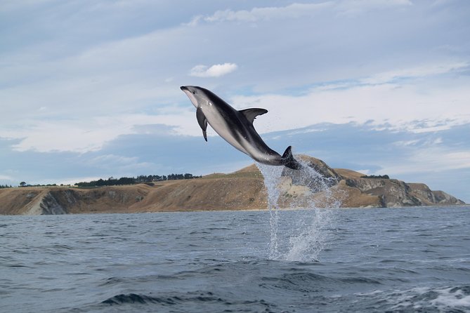 Wildlife Sea Kayaking Tour - Kaikoura - Booking and Policies Information