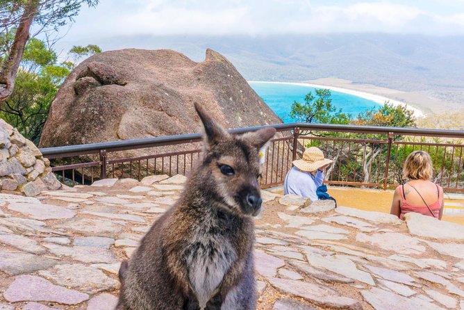 Wineglass Bay & Freycinet NP Full Day Tour From Hobart via Richmond Village - Customer Feedback and Recommendations