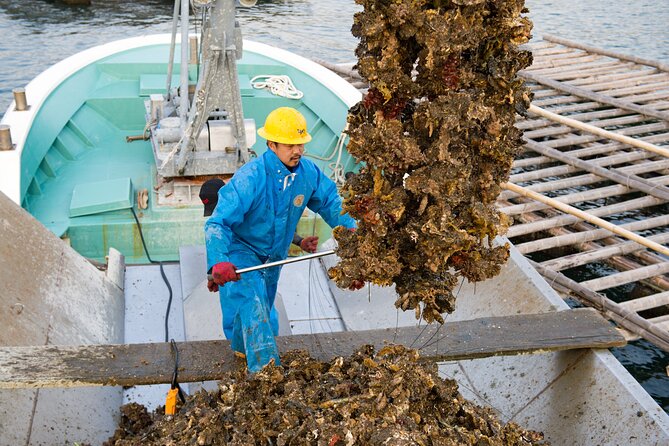 Witness an Oyster Harvest & Interact With Local Oyster Farmers! - Oyster Harvest Experience