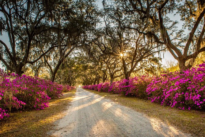 Wormsloe Historic Site & Bonaventure Cemetery Tour From Savannah - Customer Reviews and Feedback