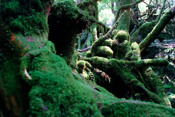 Yakushima Private Island Sights Tour With English Speaking Guide - Booking Process