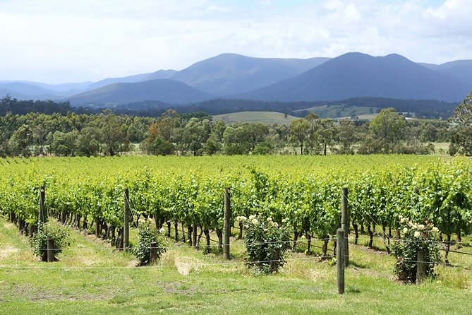 Yarra Valley Wine & Food Day Tour From Melbourne With Lunch at Yering Station - Additional Information
