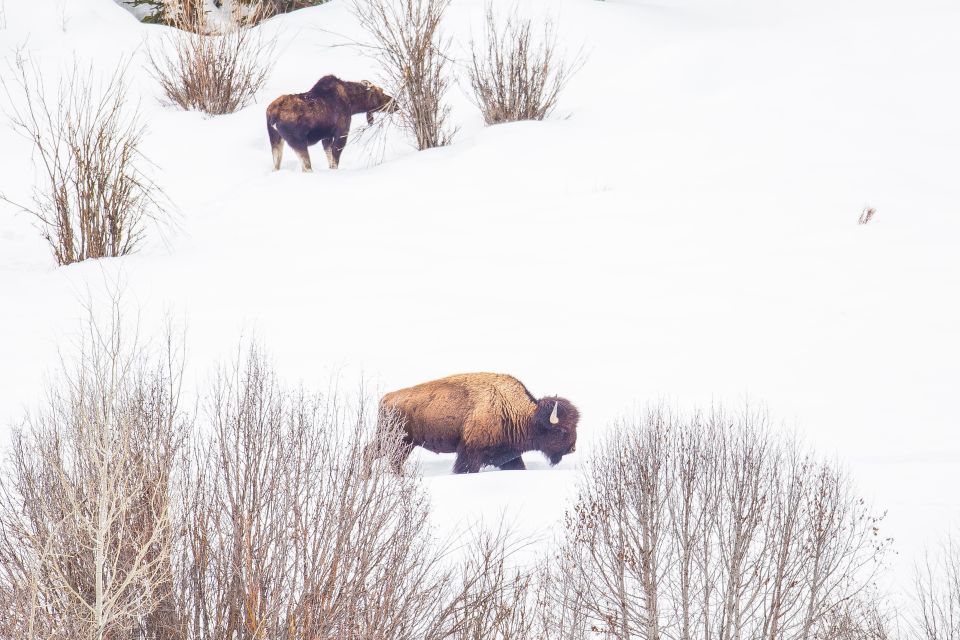 Yellowstone Lower Loop Tour From West Yellowstone With Lunch - Tour Highlights