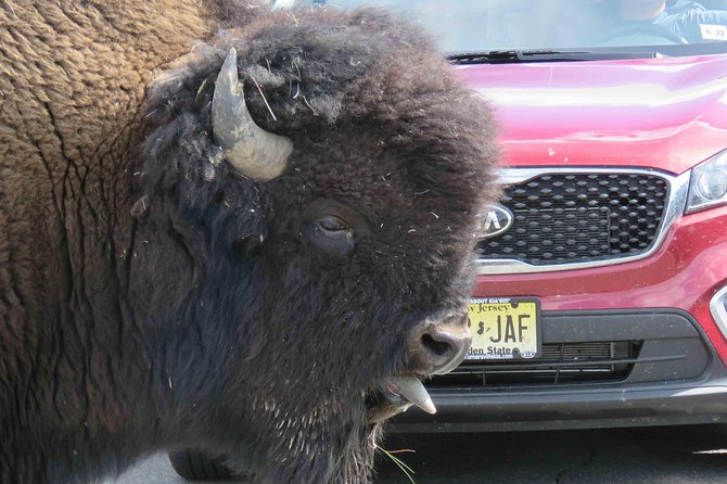 Yellowstone National Park - Full-Day Lower Loop Tour From Jackson - Cancellation and Refund Policy