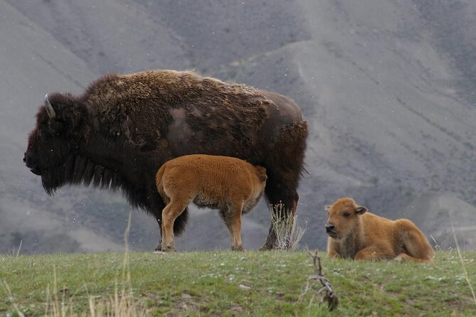 Yellowstone Tour Lower Loop From West Yellowstone, With Lunch! - Sightseeing Stops