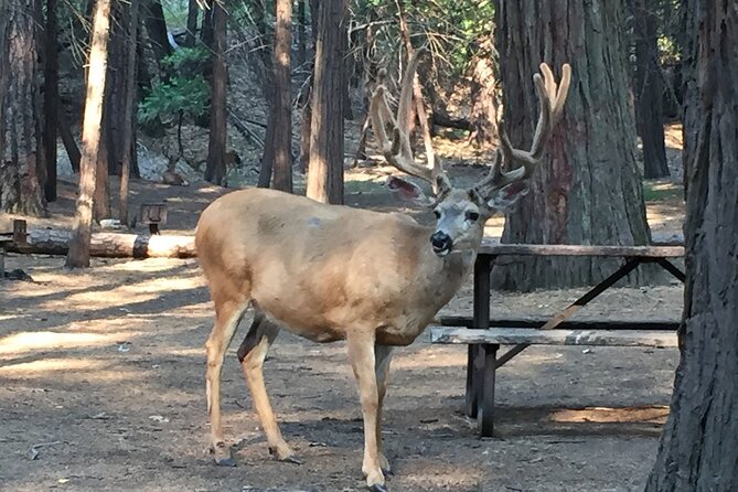 Yosemite Highlights Small Group Tour - Booking Details