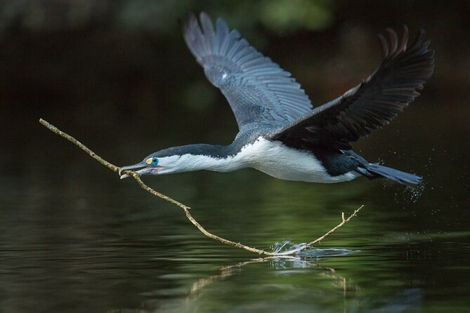 Zealandia - Twilight Guided Eco Wildlife Tour - Additional Information and Policies