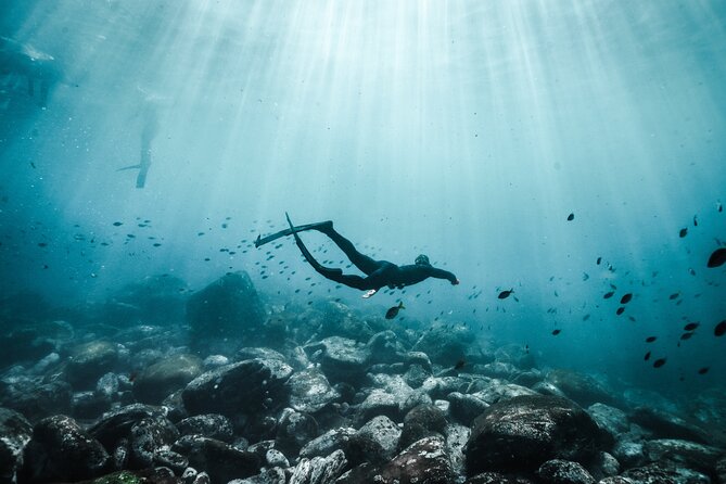 4-Hour Freediving Taster Experience at Shelly Beach, Manly - Key Points