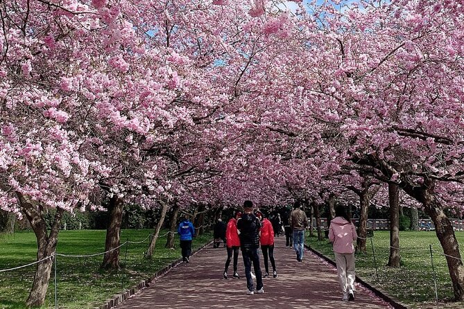 4 Hour Private Cherry Blossom "Sakura" Experience in Nagasaki - Key Points