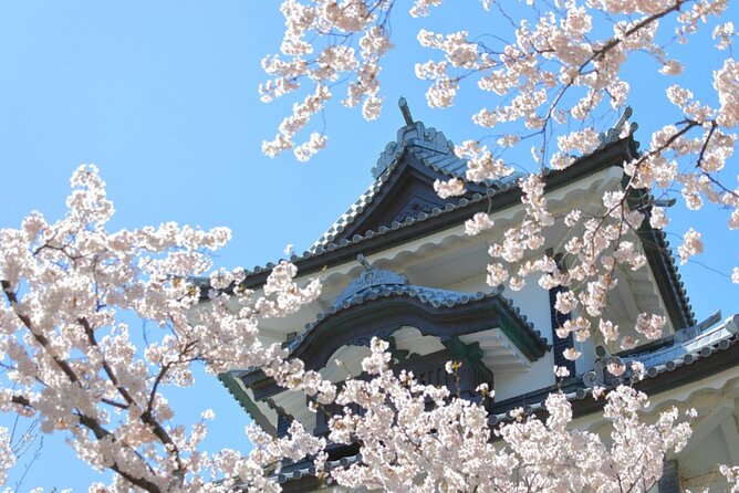 4 Hour Unique Kanazawa Cherry Blossom Sakura Private Experience - Key Points