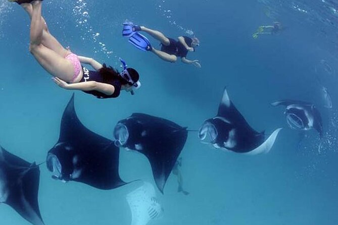 4 Spots Snorkeling Tour With Manta Rays in Nusa Penida - Tour Highlights
