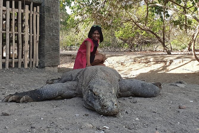 1- Day Komodo Island Tour Hopping Around by Speed Boat - Customer Support