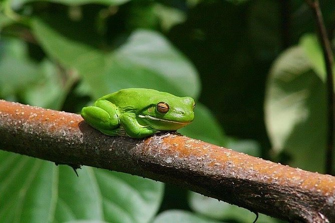 1-Hour Daintree River Wildlife Cruise - Guide Insights