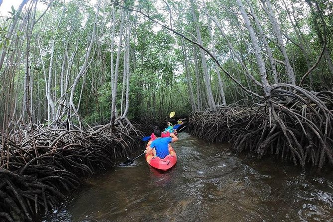 1 Hour Kayaking or Stand Up Paddle Adventure From Lembongan to The Mangrove - Key Points