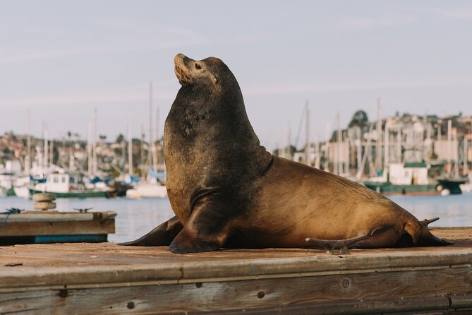 1 Hour Pedal Boat Rental in San Diego: Day or Night Glow Options - Glow Boat Option Features