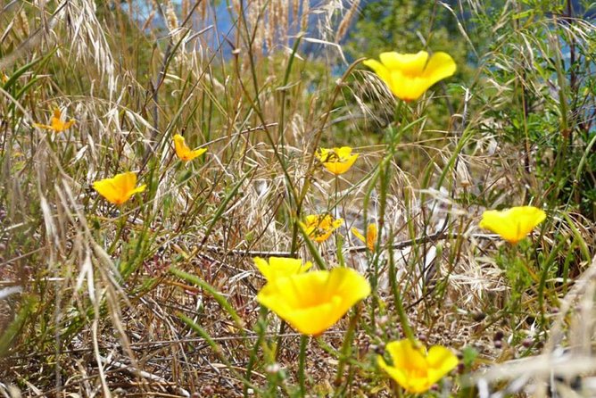 1-Hour Ruby Island Cruise and Walk From Wanaka - Additional Information