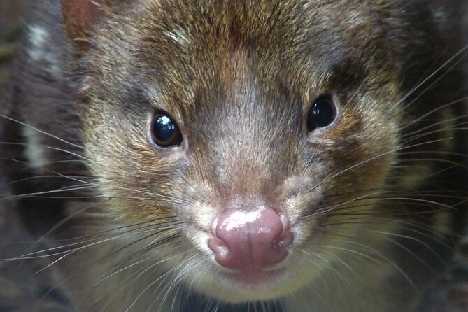 1-Hour Tasmanian Devil Feeding Day Tour at Cradle Mountain - Tour Inclusions