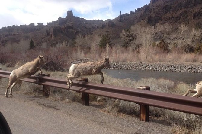 #1 SINCE 1972 All-Inclusive Yellowstone The Volcano Lower Loop - Cancellation Policy and Requirements