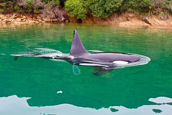 2 Hour Dolphin Viewing Eco-Tour From Picton - Booking Information