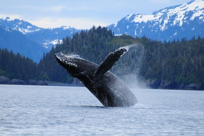 26 Glacier Cruise and Coach From Anchorage, AK - Traveler Details and Reviews