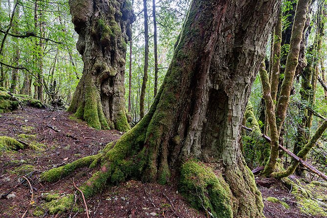 3-Day Cradle Mountain Photography Workshop - Booking Details and Support