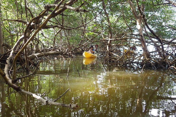 3 Hour Guided Mangrove Tunnel Kayak Eco Tour - Sum Up