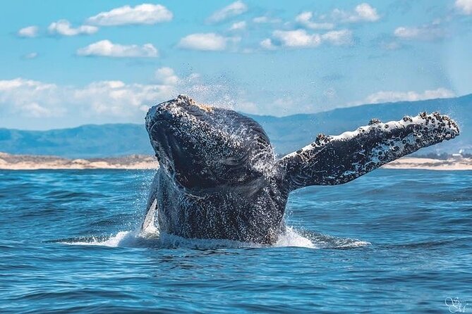 3-Hour Monterey Bay Winter Whale-Watching Tour - Additional Information