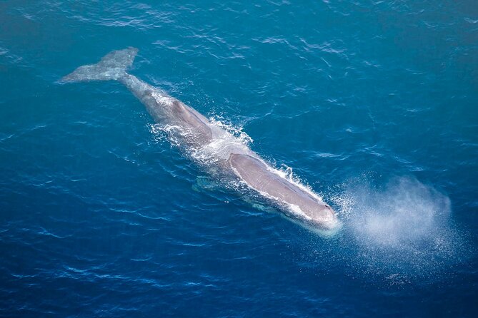 45 Minutes Whale Watching Ocean Safari Helicopter Tour Kaikoura - Additional Details