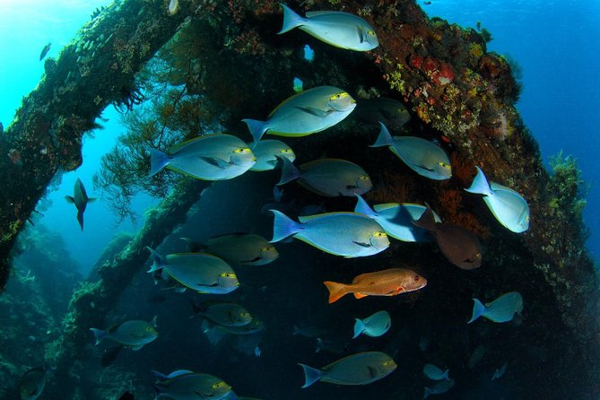 5 Fun Dives in Tulamben (For Certified Divers) - Discover Famous Diving Sites - Discover the Batu Kelebit Reef